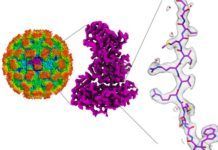Más cerca de la vacuna contra intoxicaciones alimentarias por norovirus Más cerca de la vacuna contra intoxicaciones alimentarias por norovirus