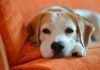 Los perros detectan cáncer con su olfato Los perros detectan cáncer con su olfato