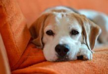 Los perros detectan cáncer con su olfato Los perros detectan cáncer con su olfato