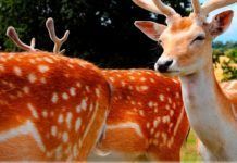 Primeros resultados del genoma de rumiantes con implicaciones en Agricultura, Medioambiente y Biomedicina genoma de rumiantes