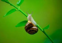 Súper pegamento inspirado en la baba de caracol Súper pegamento inspirado en la baba de caracol