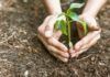 Plantas especiales frente al cambio climático Plantas especiales frente al cambio climático