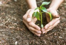 Plantas especiales frente al cambio climático Plantas especiales frente al cambio climático