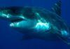 El ancestro del gran tiburón blanco El ancestro del gran tiburón blanco