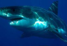 El ancestro del gran tiburón blanco El ancestro del gran tiburón blanco