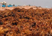Hallan la mayor concentración de macroalgas del mundo Hallan la mayor concentración de macroalgas del mundo