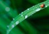 Hacia un inventario mundial de las plantas inventario mundial de plantas