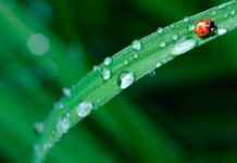 Hacia un inventario mundial de las plantas inventario mundial de plantas