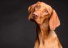 Los perros también pueden donar sangre Los perros también pueden donar sangre