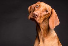 Los perros también pueden donar sangre Los perros también pueden donar sangre