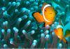 ¿Cómo cambian de sexo algunos peces? ¿Cómo cambian de sexo algunos peces?