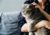 Acariciar mascotas contra el estrés Acariciar mascotas contra el estrés
