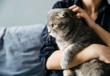 Acariciar mascotas contra el estrés Acariciar mascotas contra el estrés