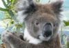 Trasplante de heces para salvar a los koalas Trasplante de heces para salvar a los koalas