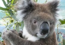Trasplante de heces para salvar a los koalas Trasplante de heces para salvar a los koalas