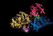 Imágenes inéditas de una nueva clase de antibióticos Imágenes inéditas de una nueva clase de antibióticos