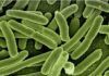 Relacionan la depresión con bacterias del intestino Relacionan la depresión con bacterias del intestino