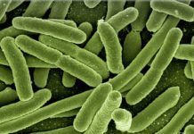 Relacionan la depresión con bacterias del intestino Relacionan la depresión con bacterias del intestino