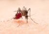 ¿Cómo se propagó el mosquito tigre asiático? El mosquito tigre puede transmitir el chikungunya en clima templado