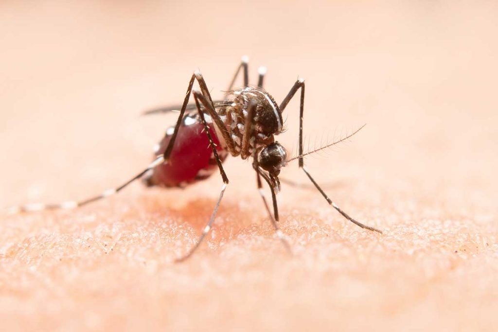 El mosquito tigre puede transmitir el chikungunya en clima templado