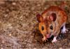 ¿Por qué algunos animales ven de noche? ¿Por qué algunos animales ven de noche?