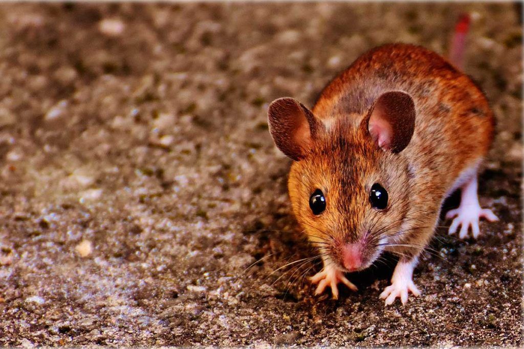¿Por qué algunos animales ven de noche?