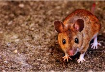 ¿Por qué algunos animales ven de noche? ¿Por qué algunos animales ven de noche?