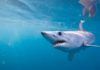 La fabulosa memoria del tiburón mako La fabulosa memoria del tiburón mako
