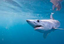 La fabulosa memoria del tiburón mako La fabulosa memoria del tiburón mako