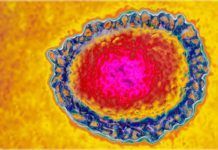 Nuevo antiviral contra la gripe Nuevo antiviral contra la gripe