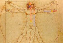 ‘Proporción Áurea’ de Leonardo en cráneos humanos ‘Proporción Áurea’ de Leonardo en cráneos humanos
