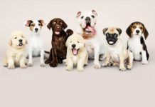Los genes condicionan el comportamiento de las razas caninas Los genes condicionan el comportamiento de las razas caninas
