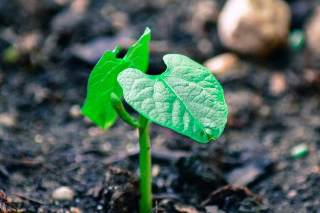 Nuevo antibiótico natural en un bosque tropical