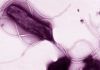 Las bacterias también pueden causar cáncer Las bacterias también pueden causar cáncer