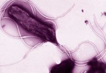 Las bacterias también pueden causar cáncer Las bacterias también pueden causar cáncer