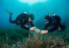 Nuevos antibióticos en el mar Nuevos antibióticos en el mar