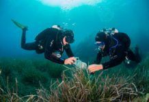 Nuevos antibióticos en el mar Nuevos antibióticos en el mar