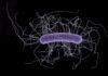 Avances contra la esquiva bacteria ‘Clostridium difficile’ Avances contra la esquiva bacteria Clostridium difficile