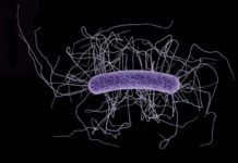 Avances contra la esquiva bacteria ‘Clostridium difficile’ Avances contra la esquiva bacteria Clostridium difficile