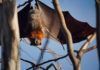 Objetivo: acabar con el virus Nipah Objetivo: acabar con el virus Nipah