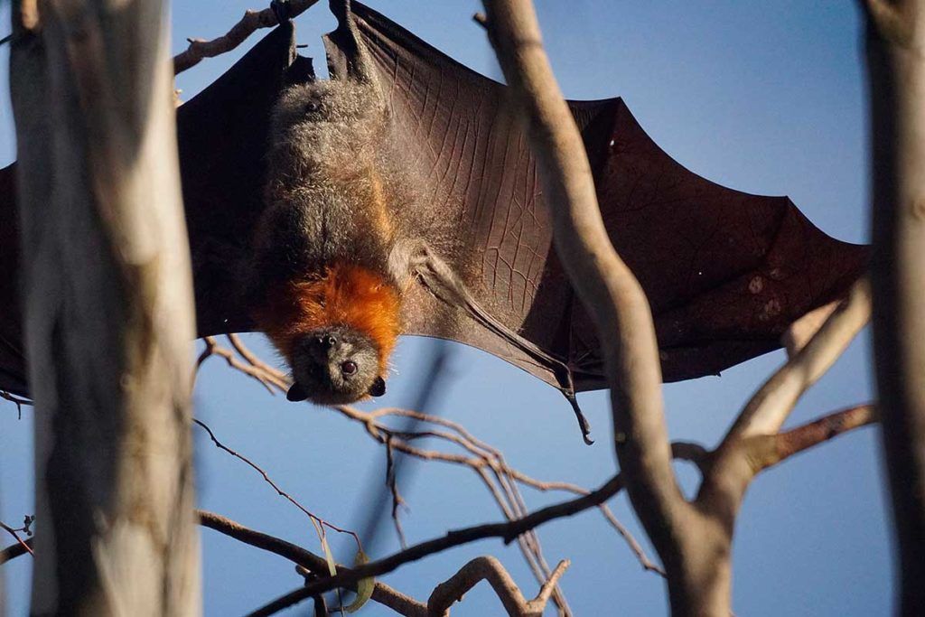 Objetivo: acabar con el virus Nipah