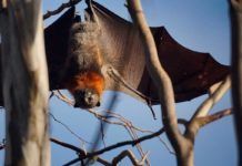 Objetivo: acabar con el virus Nipah Objetivo: acabar con el virus Nipah