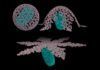 Nueva estructura para la cubierta del virus del sida Nueva estructura para la cubierta del virus del sida
