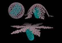 Nueva estructura para la cubierta del virus del sida Nueva estructura para la cubierta del virus del sida
