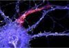 Desvelan la estructura molecular de los axones Desvelan la estructura molecular de los axones
