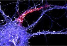 Desvelan la estructura molecular de los axones Desvelan la estructura molecular de los axones