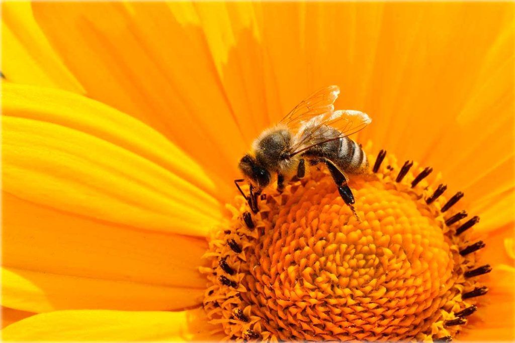 Bacterias para proteger a las abejas