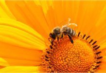 Bacterias para proteger a las abejas Bacterias para proteger a las abejas