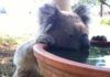 Bebederos, esperanza para la conservación del koala Bebederos, esperanza para la conservación del koala