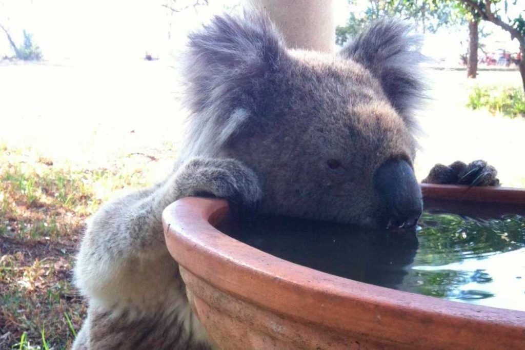Bebederos, esperanza para la conservación del koala